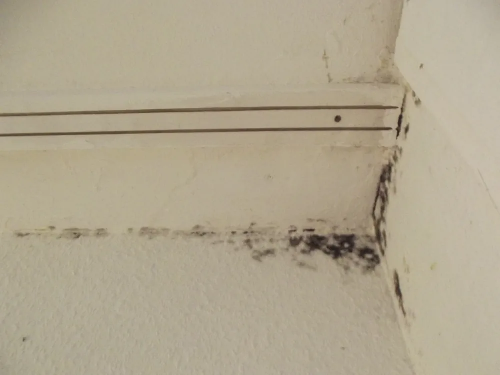Technician in protective gear removing a mold-damaged wall in a Christiana home